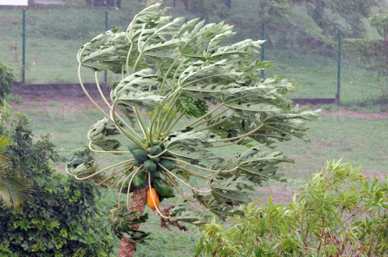 Cyclone Dumile