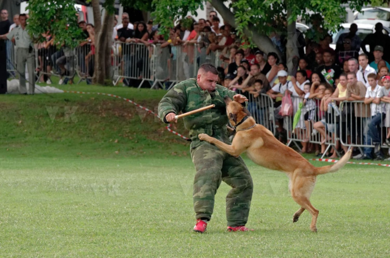 2e RPIMa Demonstration militaire parachutiste