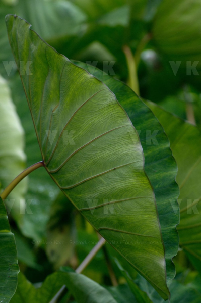 Feuilles de songes