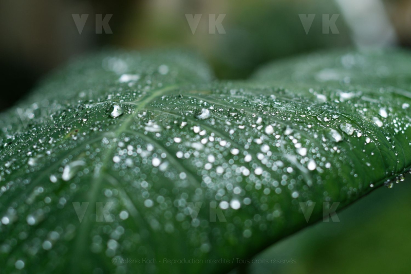 Feuilles de songes