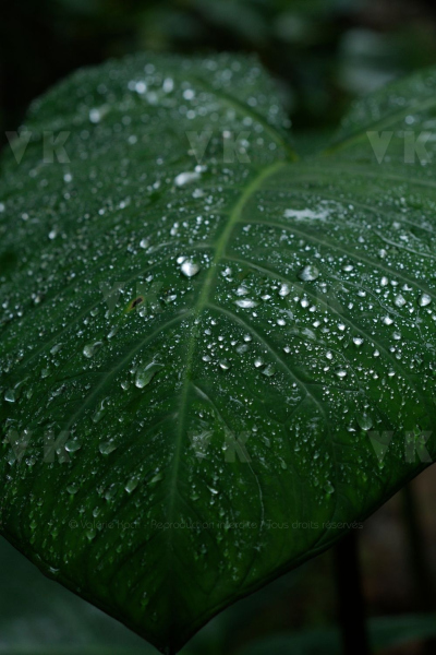 Feuilles de songes