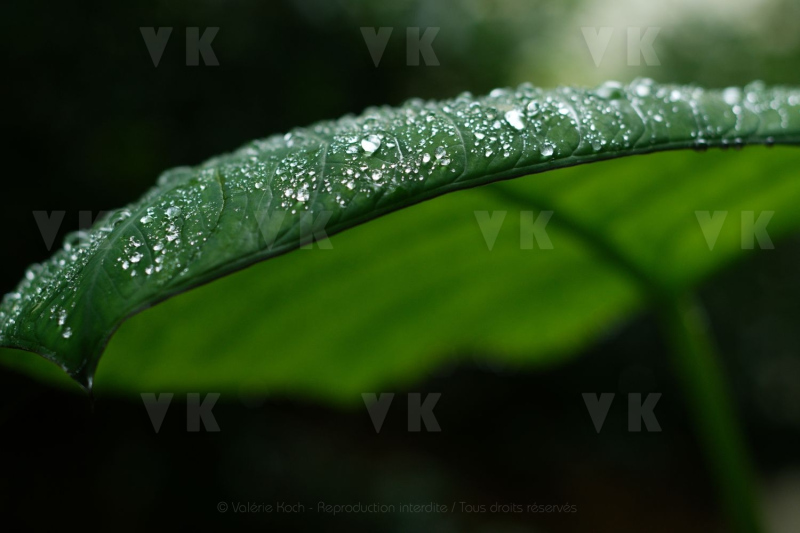 Feuilles de songes