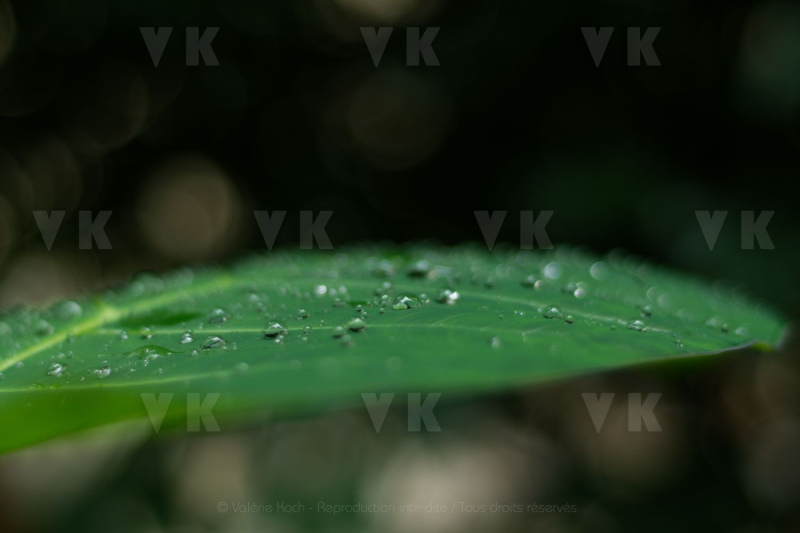 Feuilles de songes