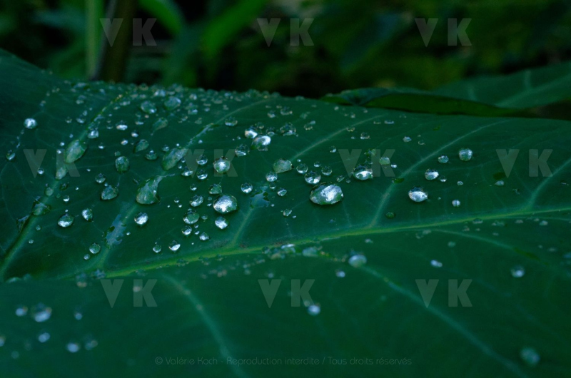 Feuilles de songes