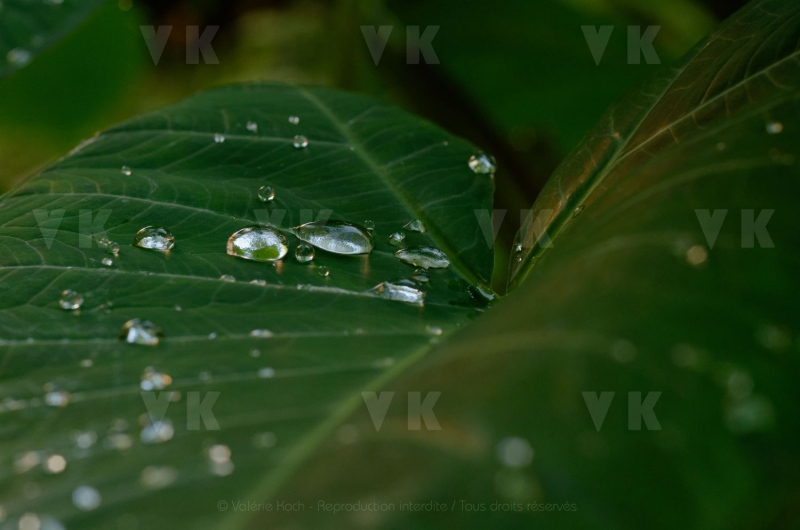 Feuilles de songes