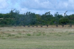 Exercice militaire parachutistes 2e RPIMa