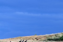 Exercice militaire parachutistes 2e RPIMa