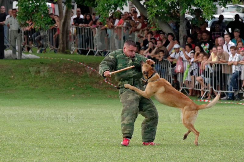 2e RPIMa Demonstration militaire parachutiste