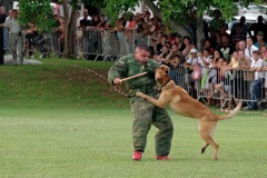 2e RPIMa Demonstration militaire parachutiste