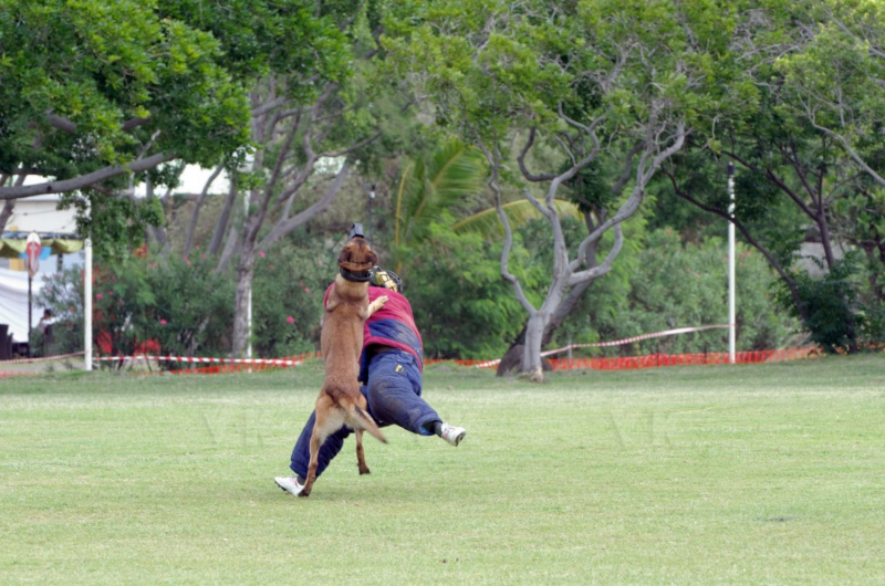 Demonstration militaires parachutistes 2e RPIMa
