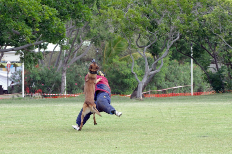 Demonstration militaires parachutistes 2e RPIMa