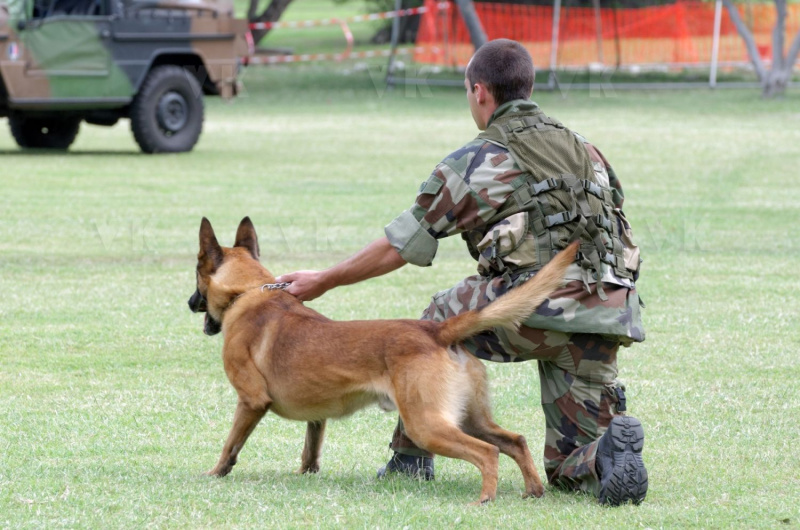 Demonstration militaires parachutistes 2e RPIMa