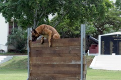 Demonstration militaires parachutistes 2e RPIMa