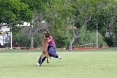 Demonstration militaires parachutistes 2e RPIMa