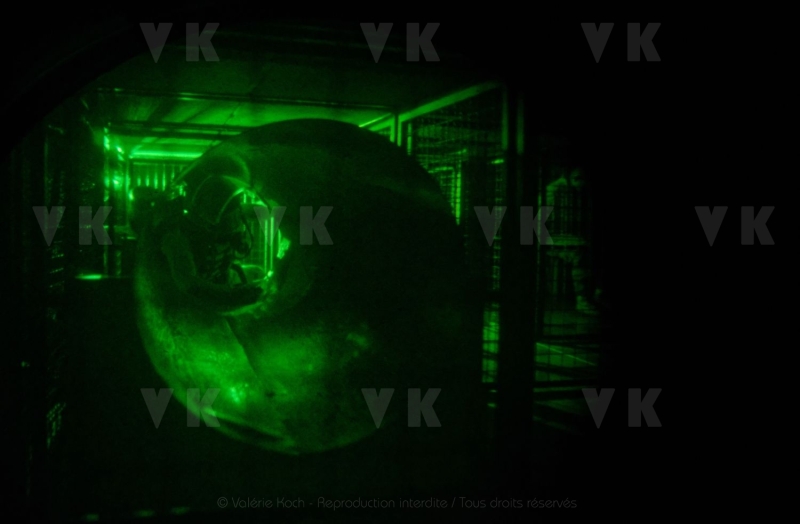 Antenne GIGN en recyclage ARI