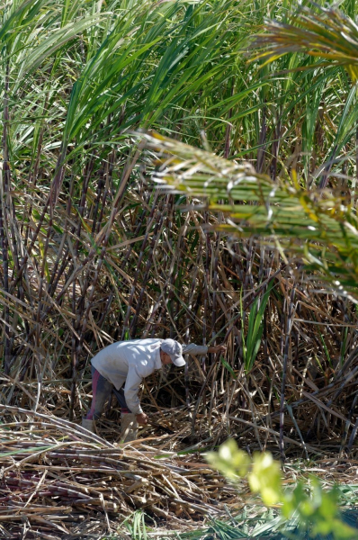 Saison de la coupe de la canne a sucre