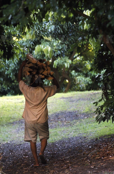 Coupeur de bois