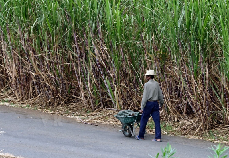 Granmoun au chapeau et brouette