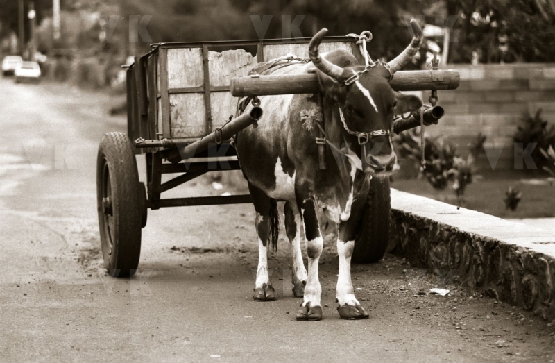 Charrette a boeuf