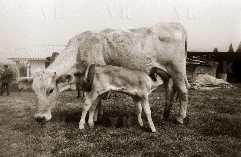 Vache et son veau