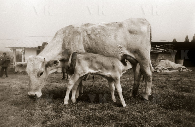 Vache et son veau