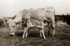 Vache et son veau