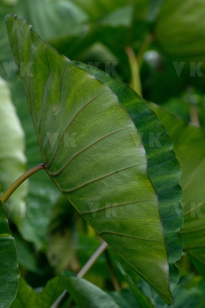 Feuilles de songes