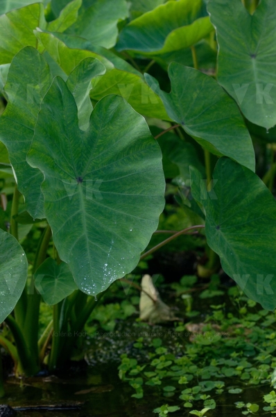 Feuilles de songes