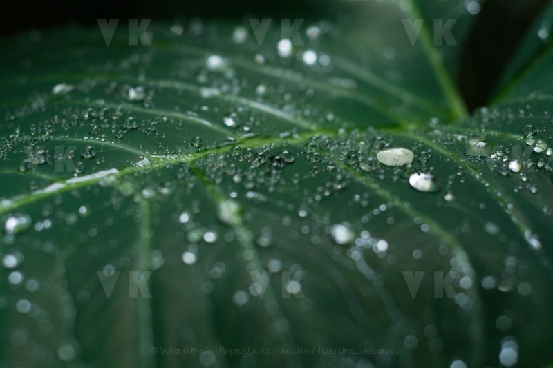 Feuilles de songes
