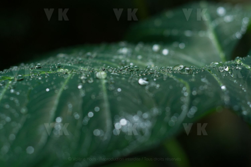 Feuilles de songes