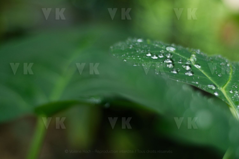 Feuilles de songes