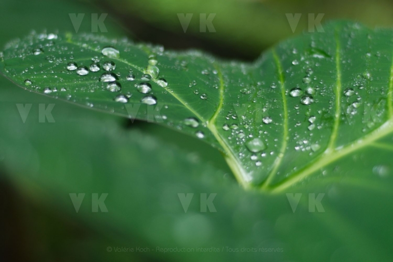 Feuilles de songes