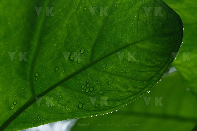 Feuilles de songes
