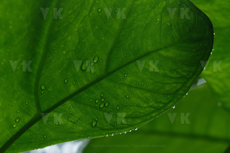 Feuilles de songes