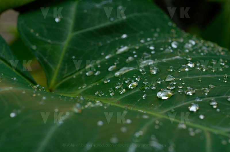 Feuilles de songes