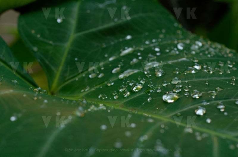 Feuilles de songes