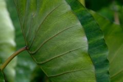 Feuilles de songes
