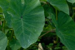 Feuilles de songes