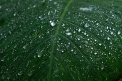 Feuilles de songes