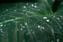 Feuilles de songes