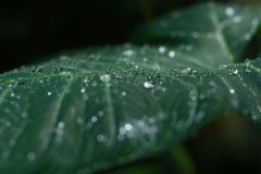 Feuilles de songes