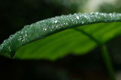 Feuilles de songes