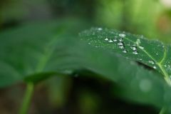 Feuilles de songes