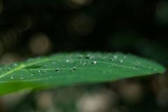 Feuilles de songes