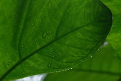 Feuilles de songes