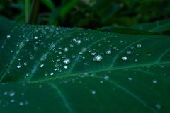 Feuilles de songes