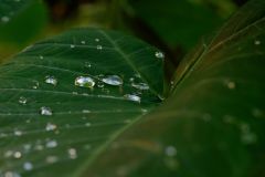 Feuilles de songes
