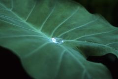 Feuilles de songes