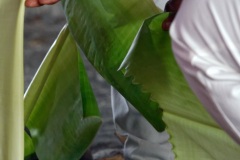 Celebration du Tai Poussam Cavadee a Saint-Louis, La Reunion