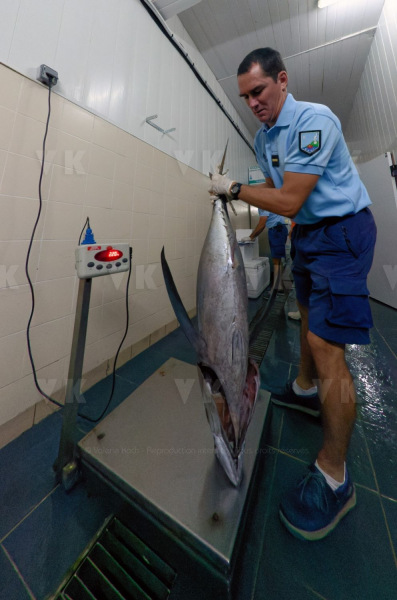 Controles sanitaires et administratifs par la Brigade Nautique Cotiere de gendarmerie